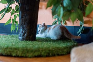 white and orange kitten playing on cat scratcher at a cat cafe