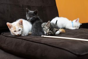 Kittens cuddling on couch and looking at camera