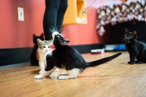 kittens playing at tiny lion cat cafe