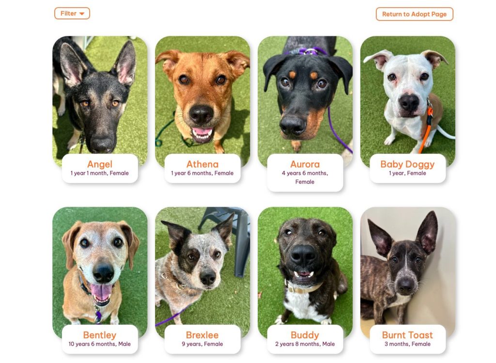 pet bridge pro pet profile adoption page on KHS website